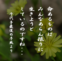 命あるものはみんなあらん限りに生きようとしているのですね・・・千代子最後の手紙より