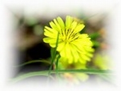 写真　じしばりの花